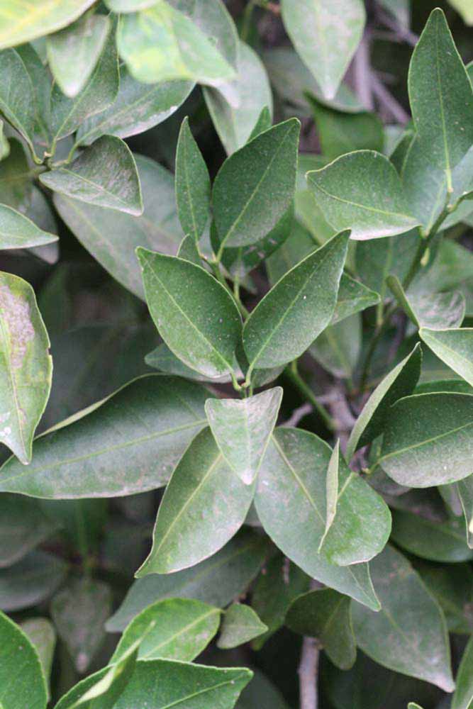            Sun leaves (Riverside, CA)   